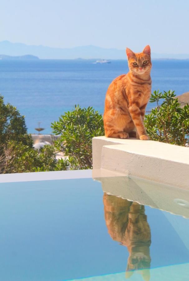 Villa With View Of Agios Ioannis And Pool With Jacuzzi المظهر الخارجي الصورة